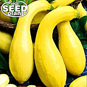 Crookneck Yellow Squash Seeds - 25 NON-GMO SEEDS