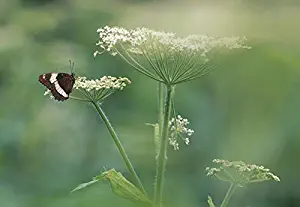 Imagekind Wall Art Print entitled White Admiral Butterfly On Cow Parsnip, Alberta, C by Design Pics | 23 x 16