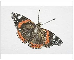 Media Storehouse 10x8 Print of Red Admiral Butterfly (Vanessa Atalanta) (13560853)