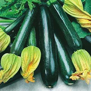 Black Beauty Zucchini Seeds ► Organic Heirloom Zucchini Seeds (25+ Zucchini Seeds) ◄ by PowerGrow Systems