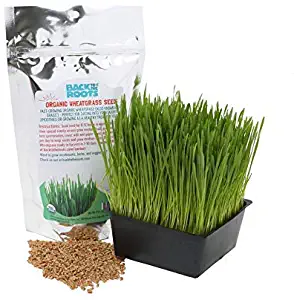 Organic 2lb Cat Wheatgrass Seeds by Back to the Roots – Non-GMO USDA Organic Indoor Growing of Cat Grass Seeds for Natural Hairball Remedy for Cats